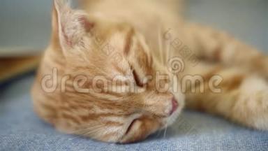 橙色生姜苏格兰褶皱小猫<strong>舔</strong>爪子，躺在蓝色毯子上，特写